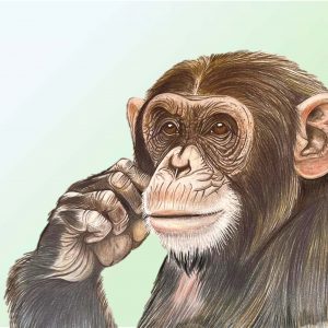 Chimp Tile Page 1 Chimp Tile Page 1