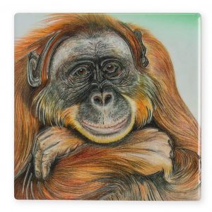 Coaster Wildlife Orangutan B2B Coaster Wildlife Orangutan B2B