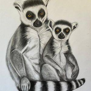 Ring Tailed Lemurs Ring Tailed Lemurs