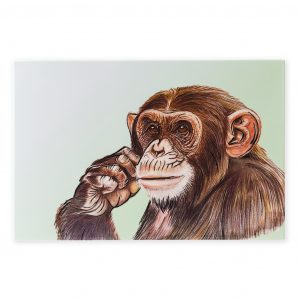 Wildlife Front Of Tile Chimp B2B Wildlife Front Of Tile Chimp B2B