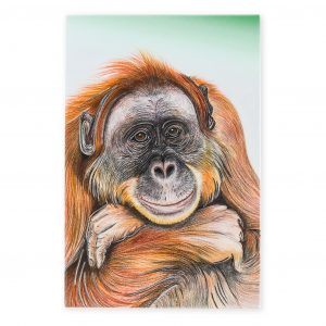 Wildlife Front Of Tile Orangutan B2B Wildlife Front Of Tile Orangutan B2B